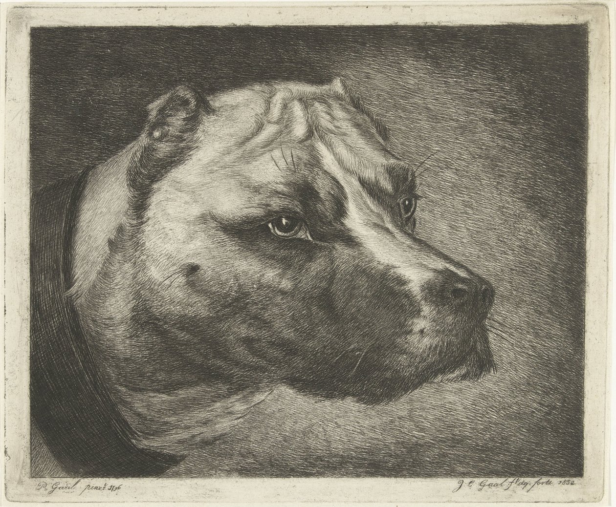 Hundehode med halsbånd av Jacobus Cornelis Gaal