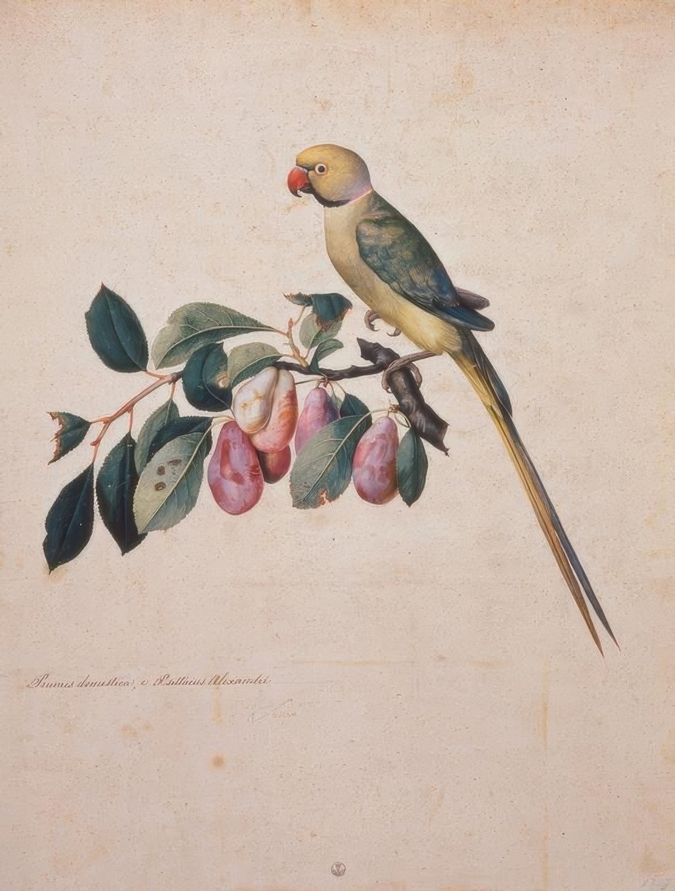 Prunus domesticus, fra Alexanders papegøye av Jacopo Ligozzi