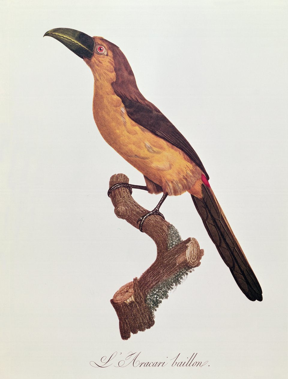 Baillons Aracari, gravert av Jacques Louis Peree (f.1769) (fargegravering) av Jacques Barraband