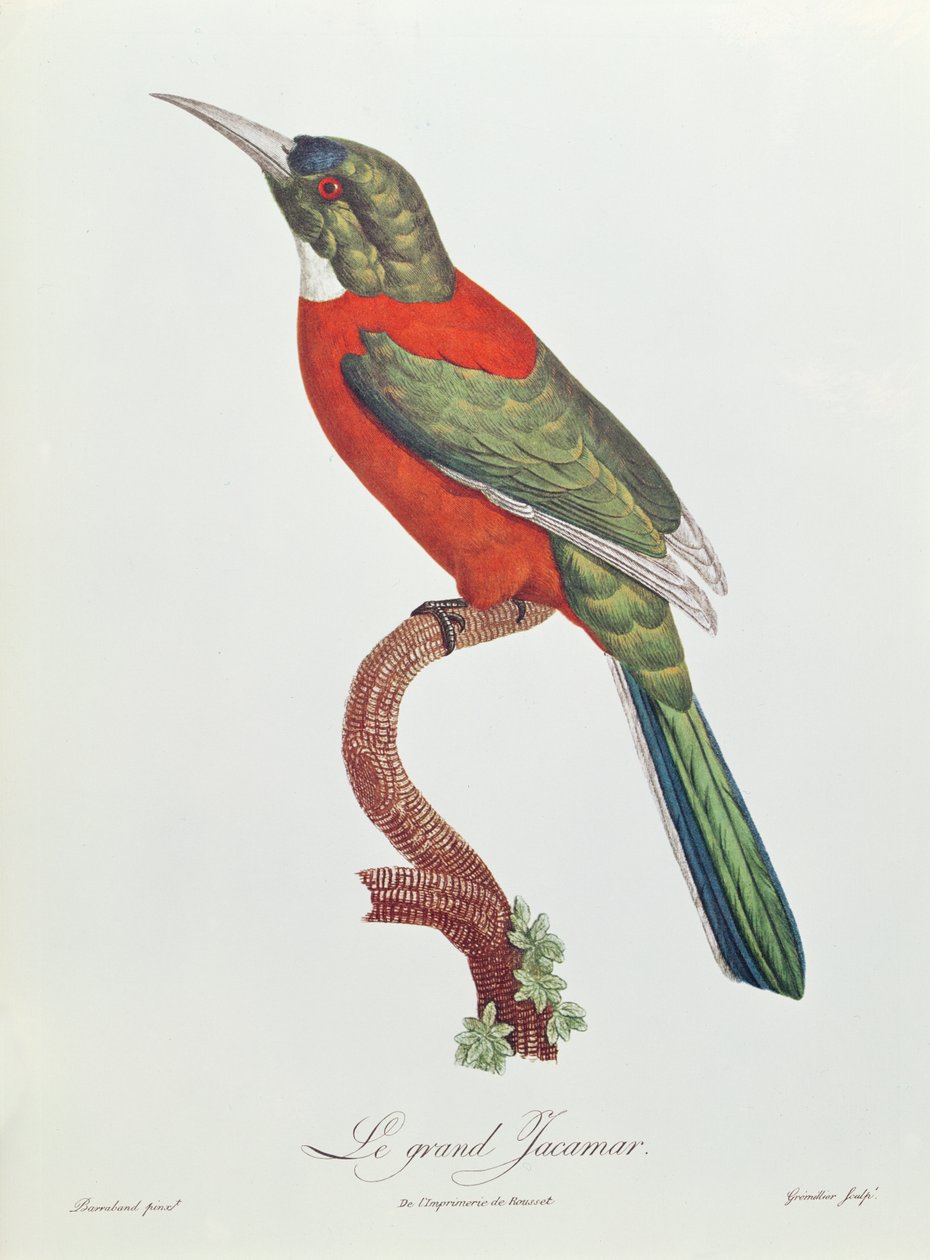 Flott Jacamar, gravert av Gromillier (fargegravering) av Jacques Barraband