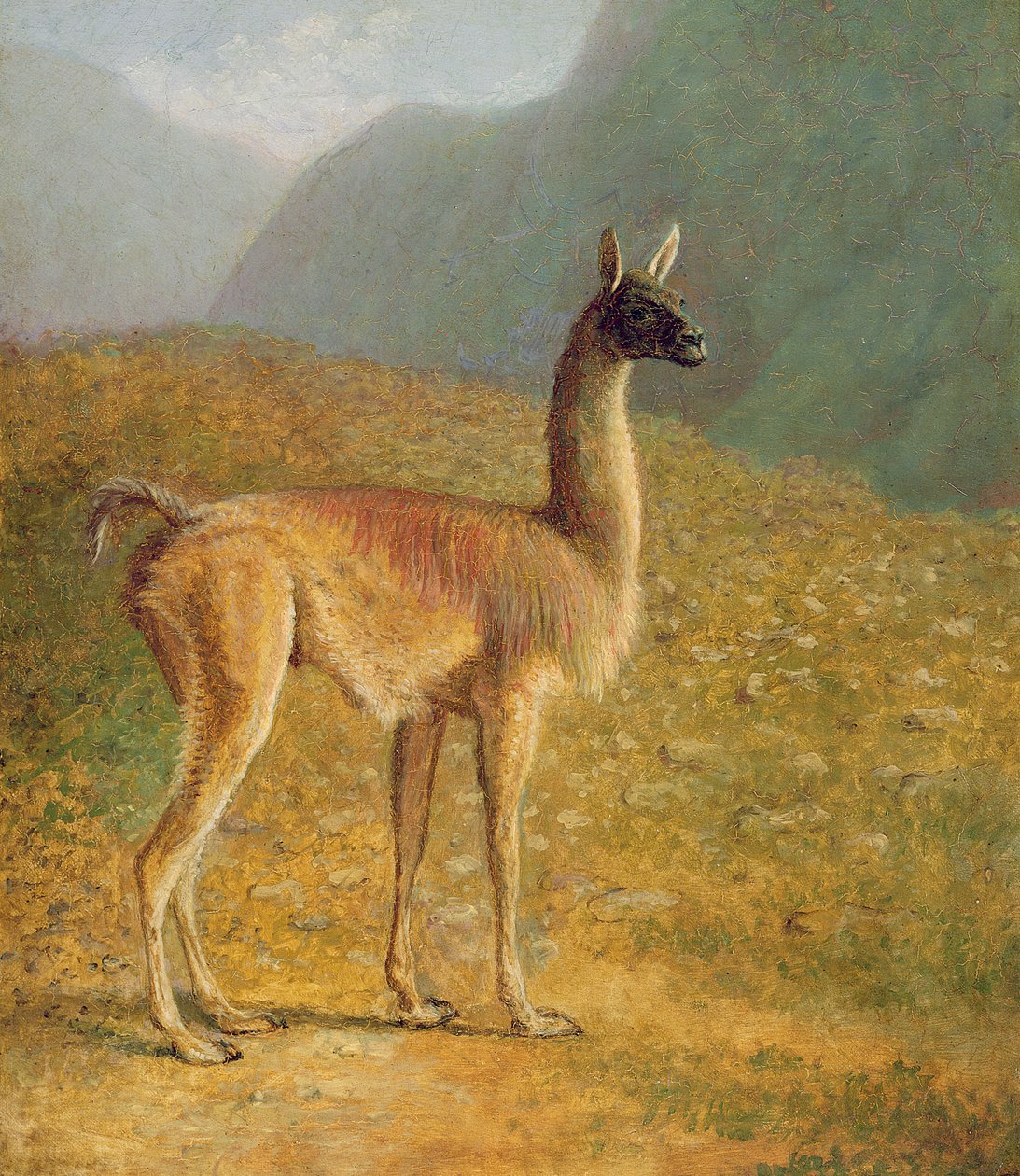 Guanaco, ca. 1848 av Jacques Laurent Agasse