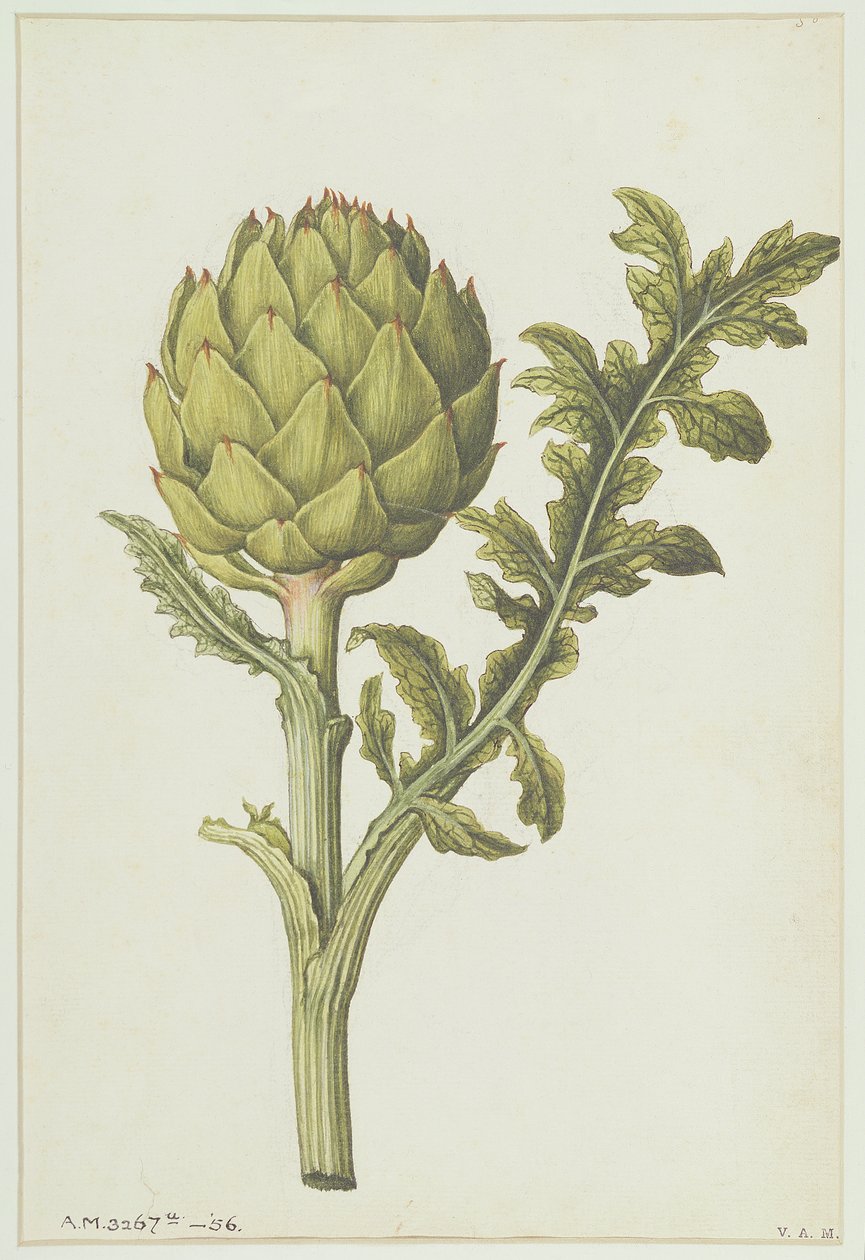 Artisjokk: Cynara scolymus, ca. 1568 av Jacques Le Moyne