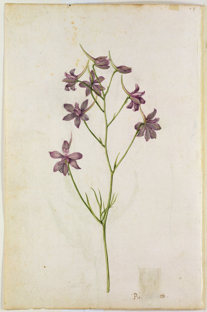 Delphinium ajacis, ca. 1568 av Jacques Le Moyne