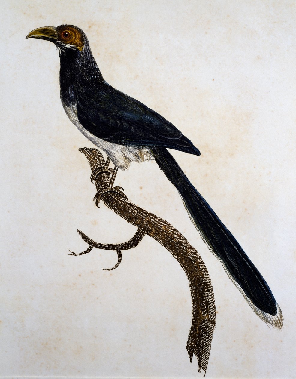 Malkoha med rød ansikt (Phaenicophaeus pyrrhocephalus) av Jacques (after) Barraband