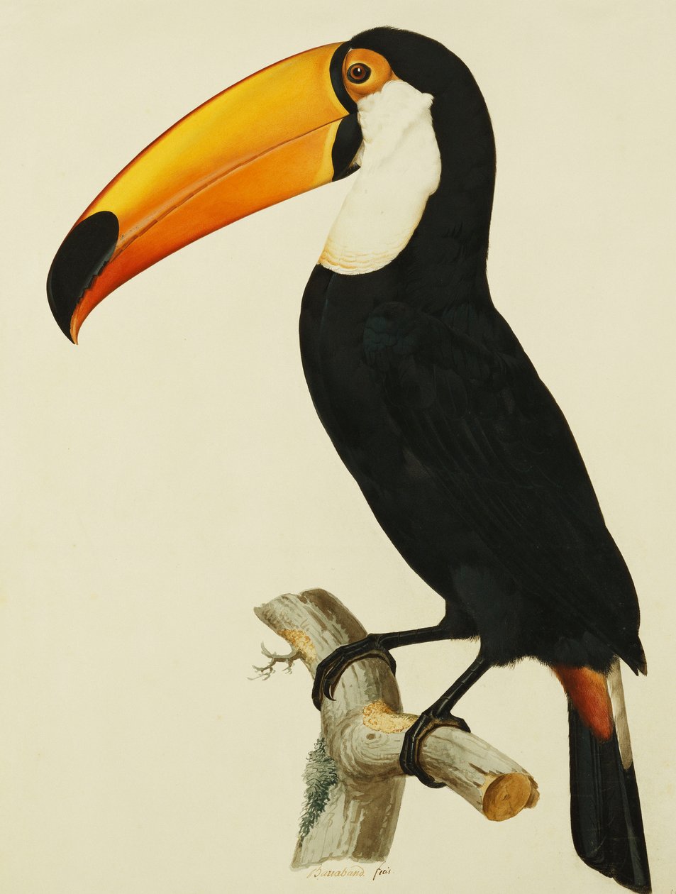 Toco Toco Toucan av Jacques Barraband