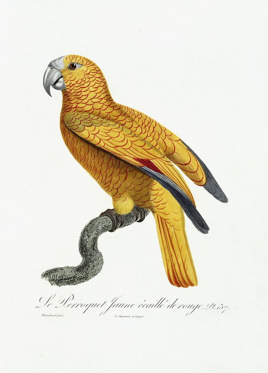 Gul og rød papegøye, ca. 1801-05 av Jacques Barraband