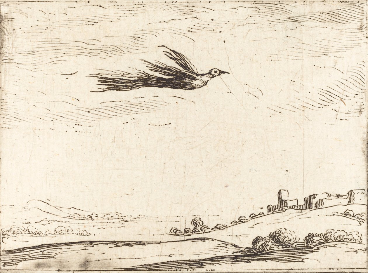 Fugl av paradis. av Jacques Callot