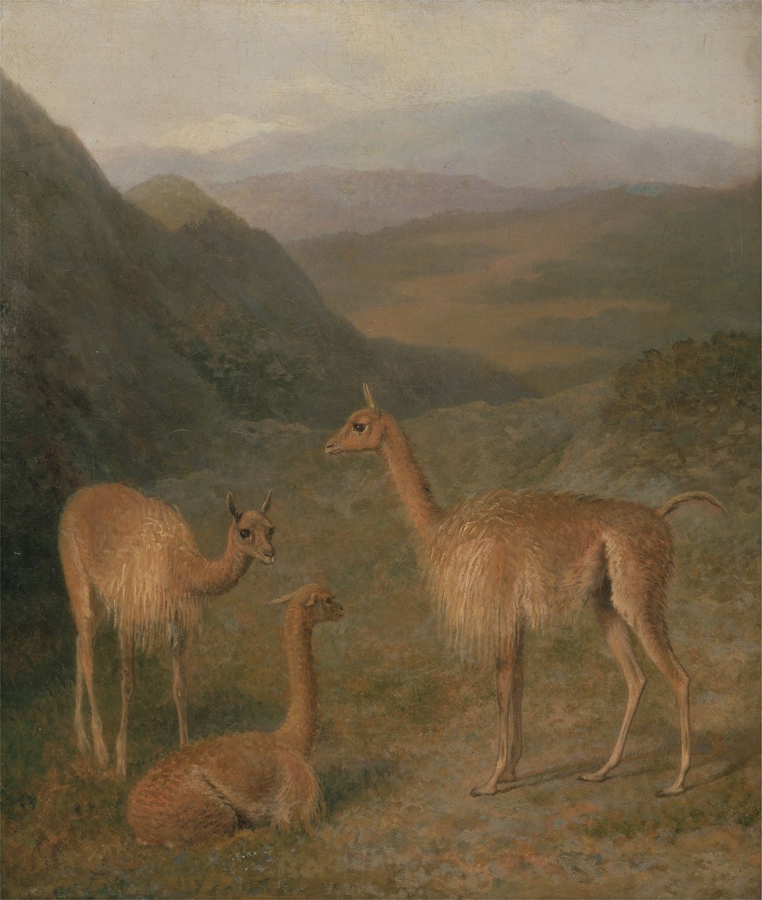 Vicunas av Jacques Laurent Agasse