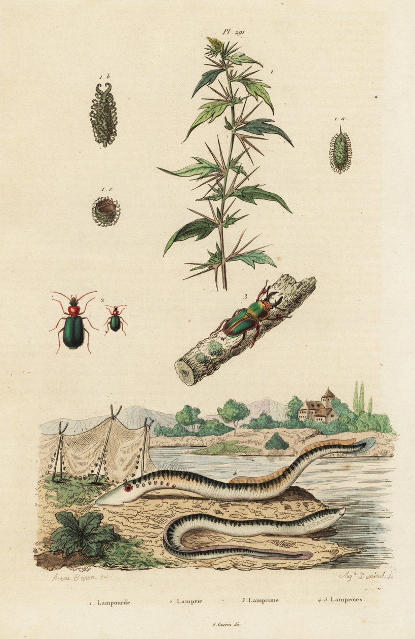 Sjølamprey og biller. av Jacques Reyne Isidore Acarie Baron