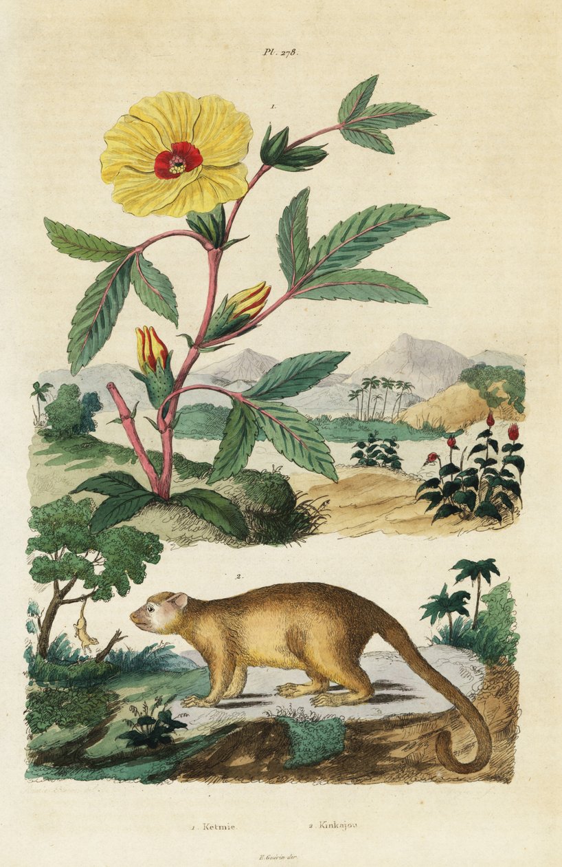Kinkajou og Roselle. av Jacques Reyne Isidore Acarie Baron
