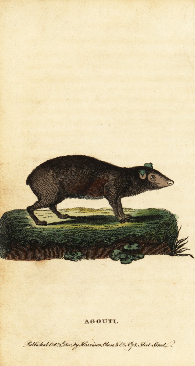 Agouti, Dasyprocta-art. ,1800 (gravering) av Jacques de Seve