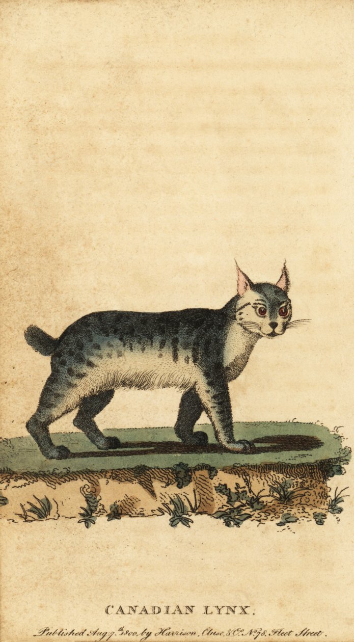 Kanadisk gaupe, Lynx canadensis., 1800 (gravering) av Jacques de Seve
