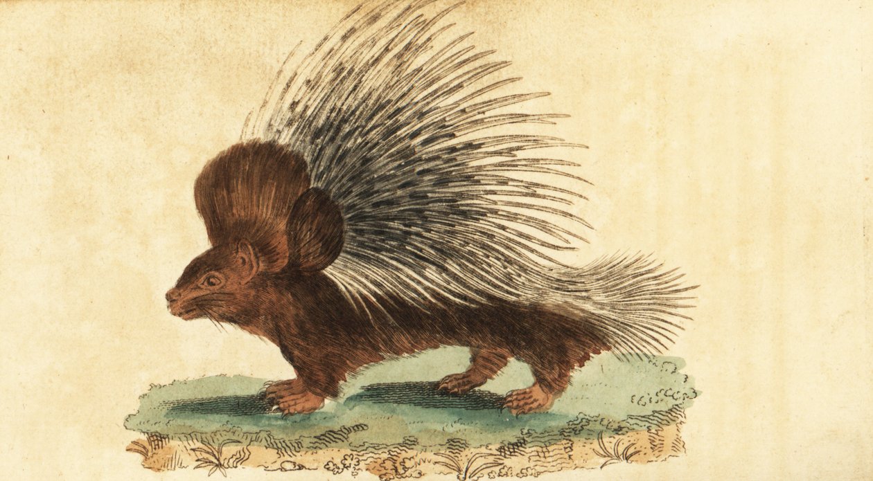 Toppet piggsvin, Hystrix cristata., 1800 (gravering) av Jacques de Seve
