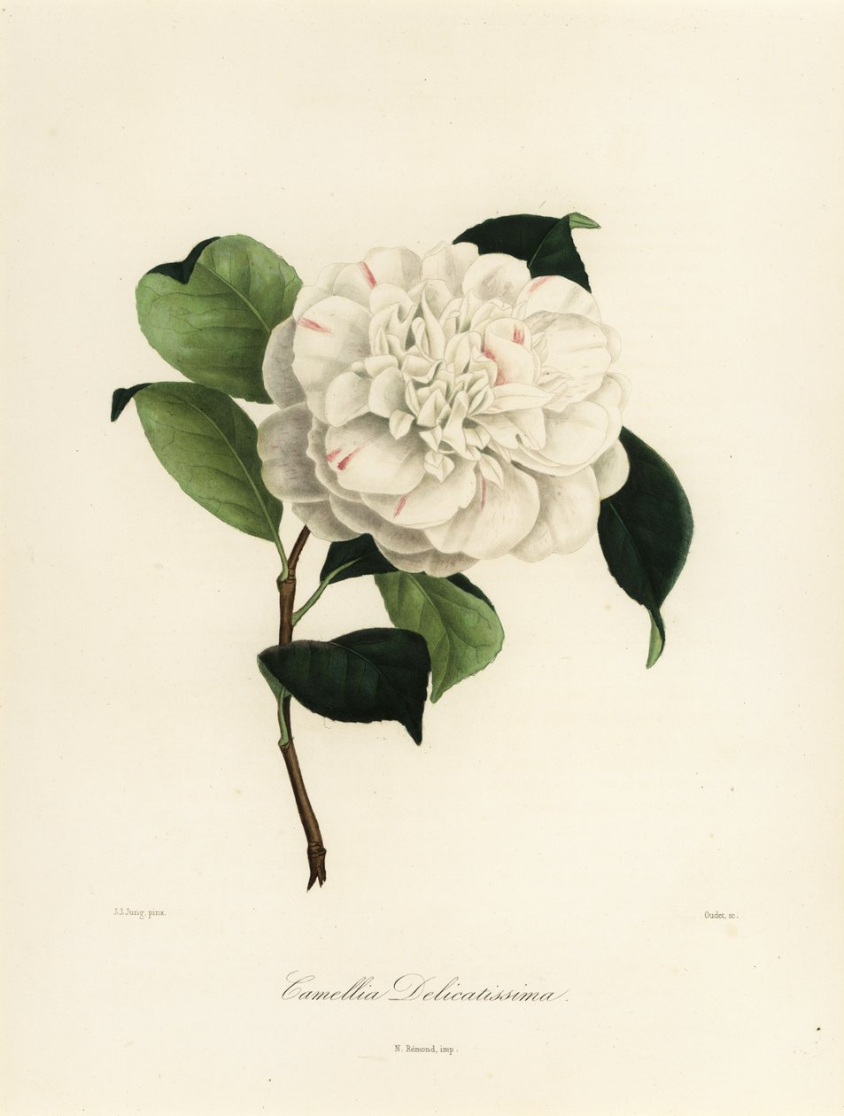 Camellia japonica variant, Camellia delicatissima av Jakob (after) Jung
