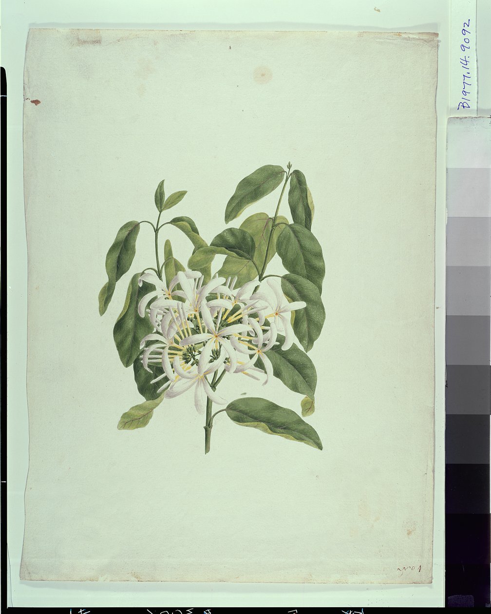 Taberne Montana (blader og blomster) (gouache over grafitt på papir) av James Bruce