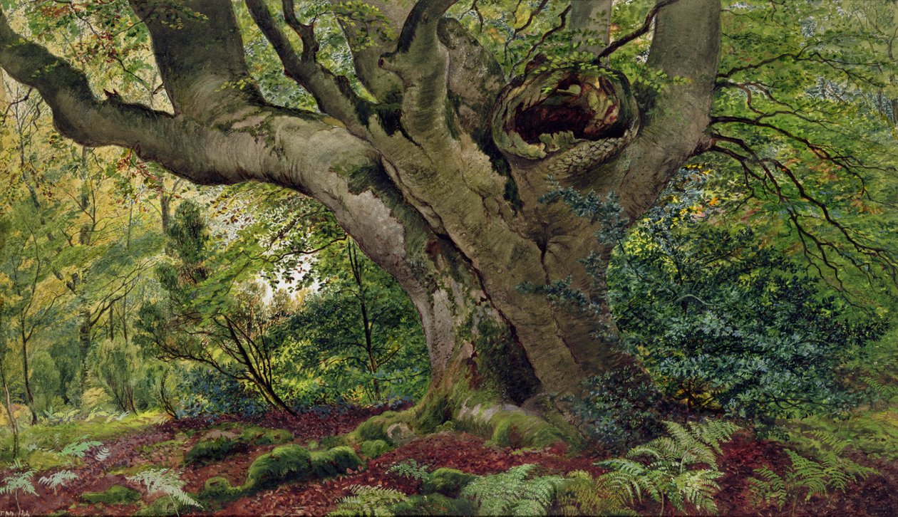Burnham Beeches (wc) av James Matthews