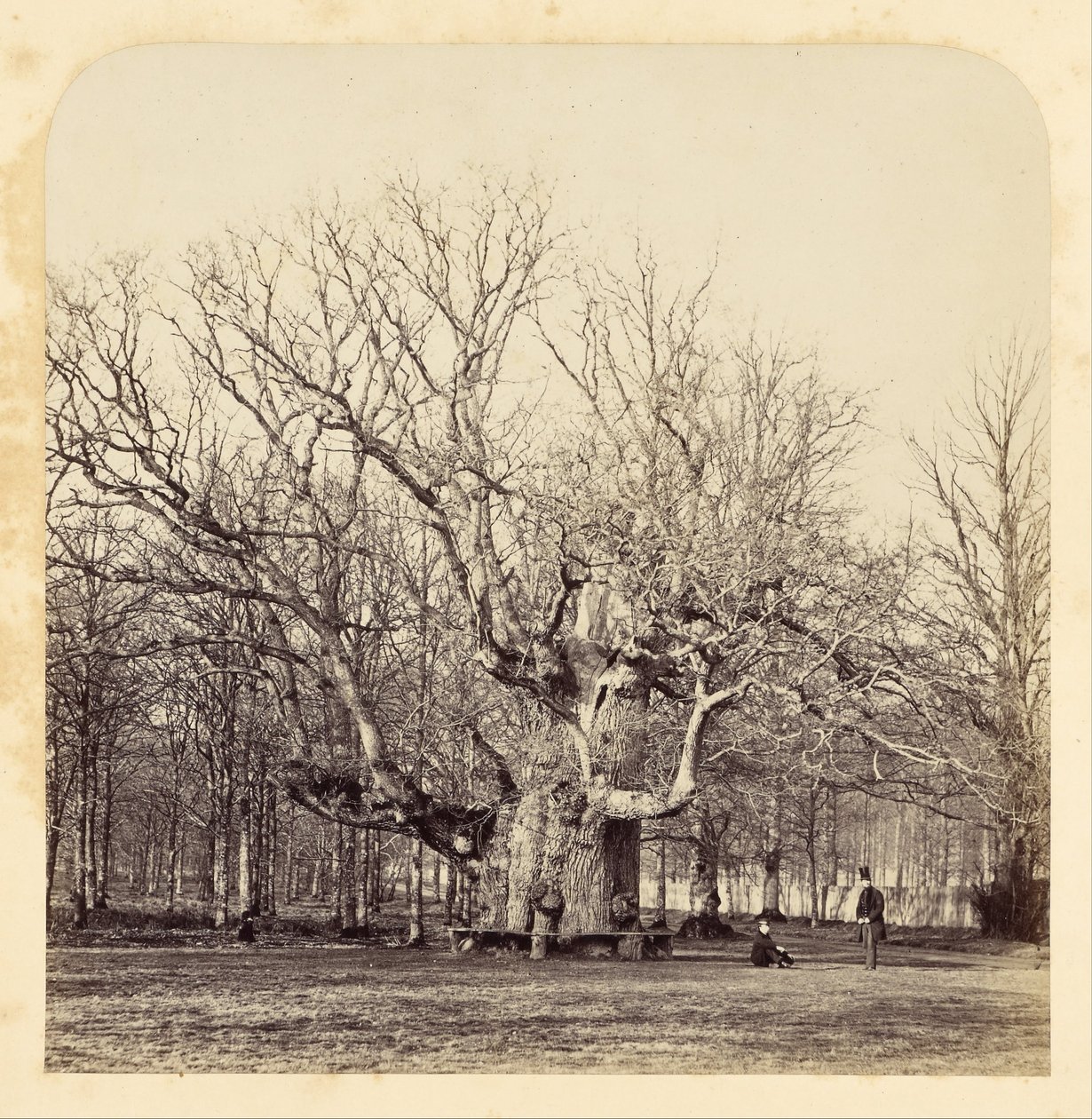 Old Pollard Oak ved Forest Gate av James Sinclair