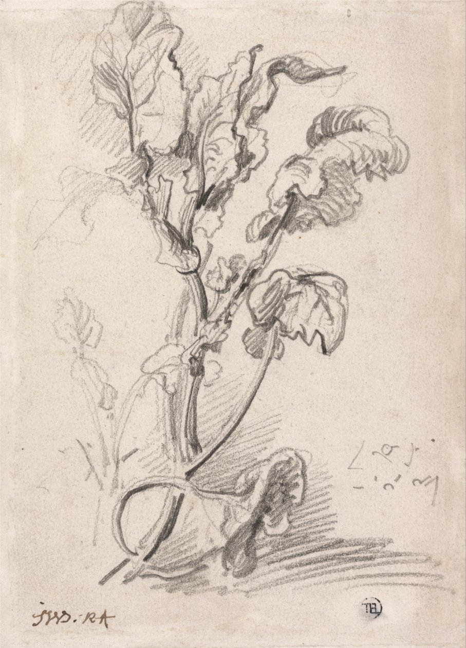 Plantestudie av James Ward