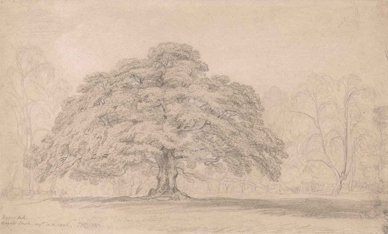 The Beggars Oak, Bagots Park, 12. august 1820 (Et feiret gammelt tre på Lord Bagots Blithfiel ... av James Ward