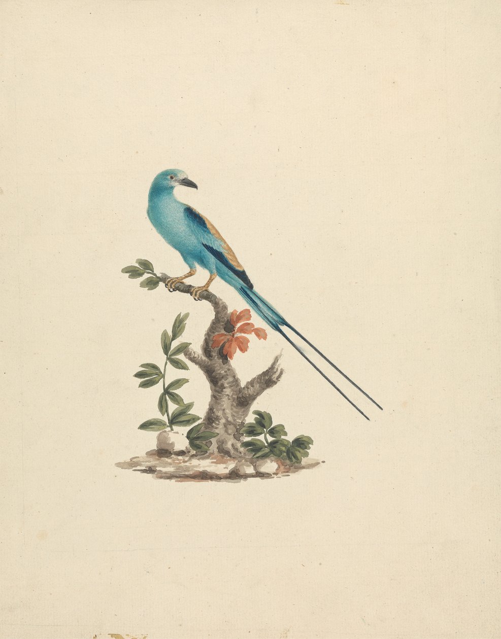 Coracias abyssinicus (Abyssinian Roller) av James Bruce