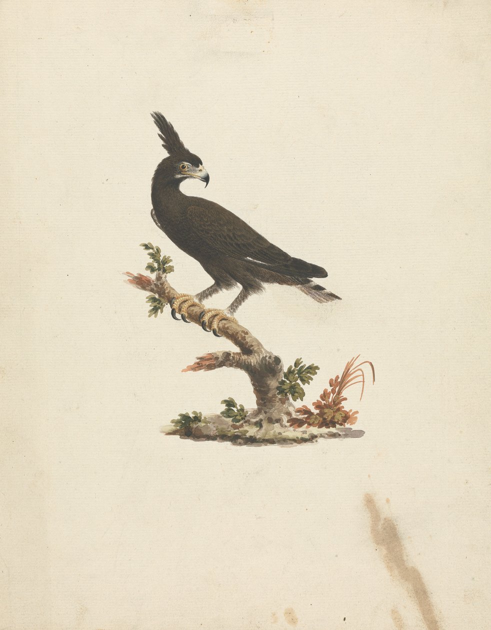 Lophaetus occipitalis (langkrøsørn) av James Bruce