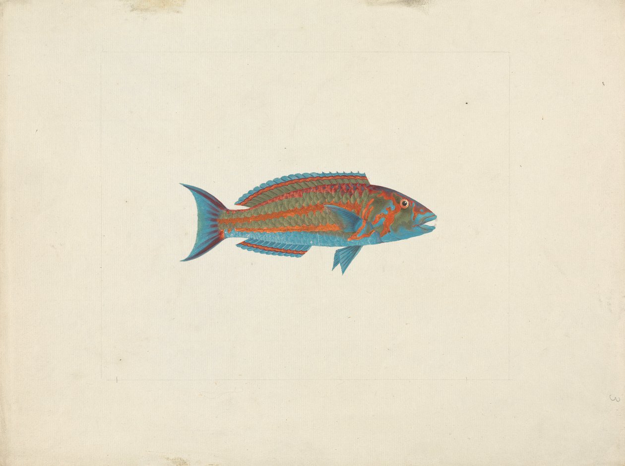Uidentifisert fisk av James Bruce