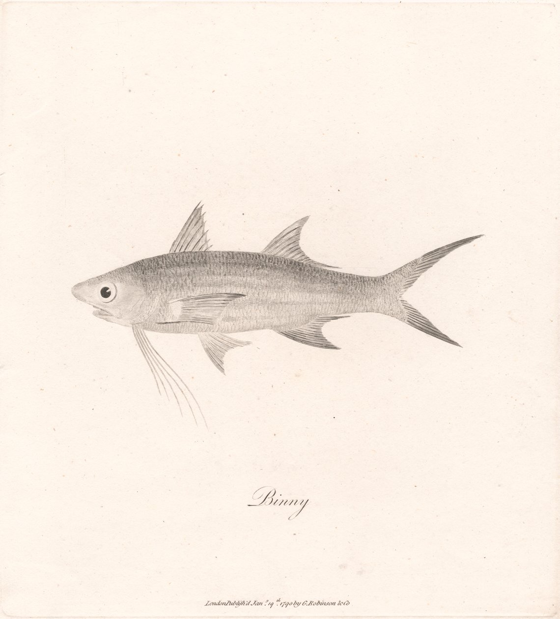 Binny av James Heath