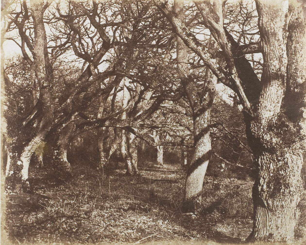 Et kikk i Leigh Woods, 1853-56. av James Knight