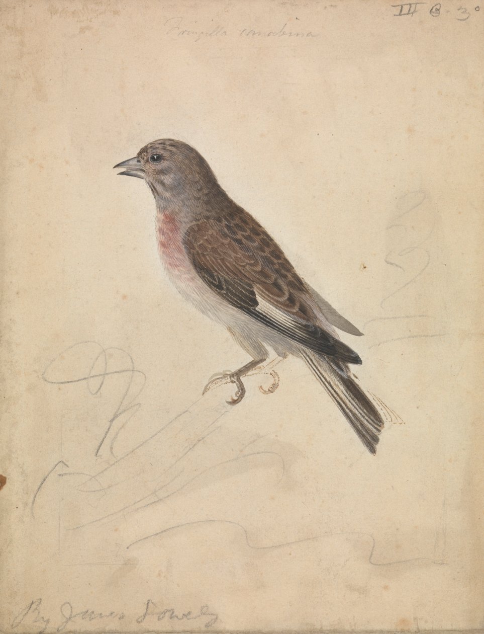 Common Linnet av James Sowerby