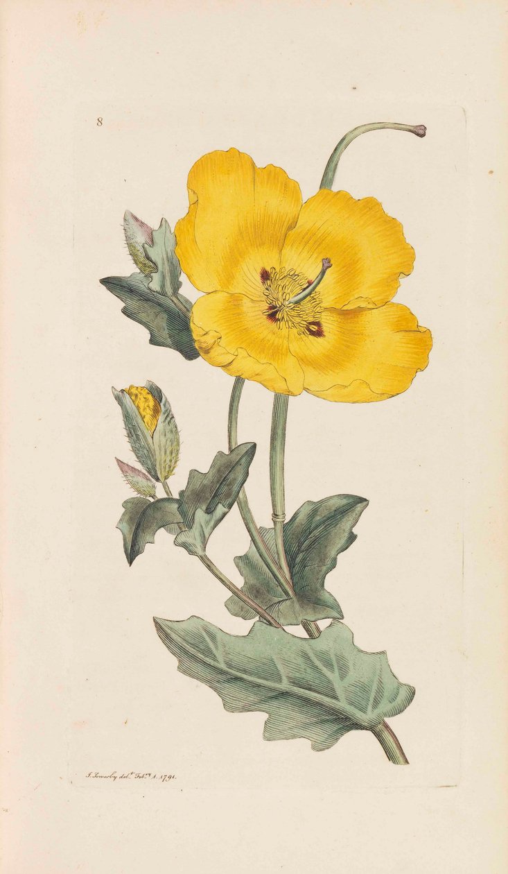 Engelsk botanikk, 1790-1800. av James Sowerby