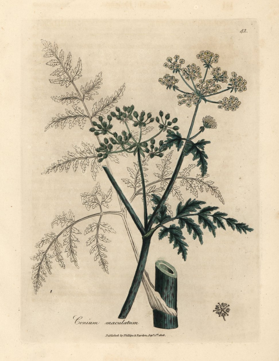 Blader og blomster av hemlock, Conium maculatum av James Sowerby