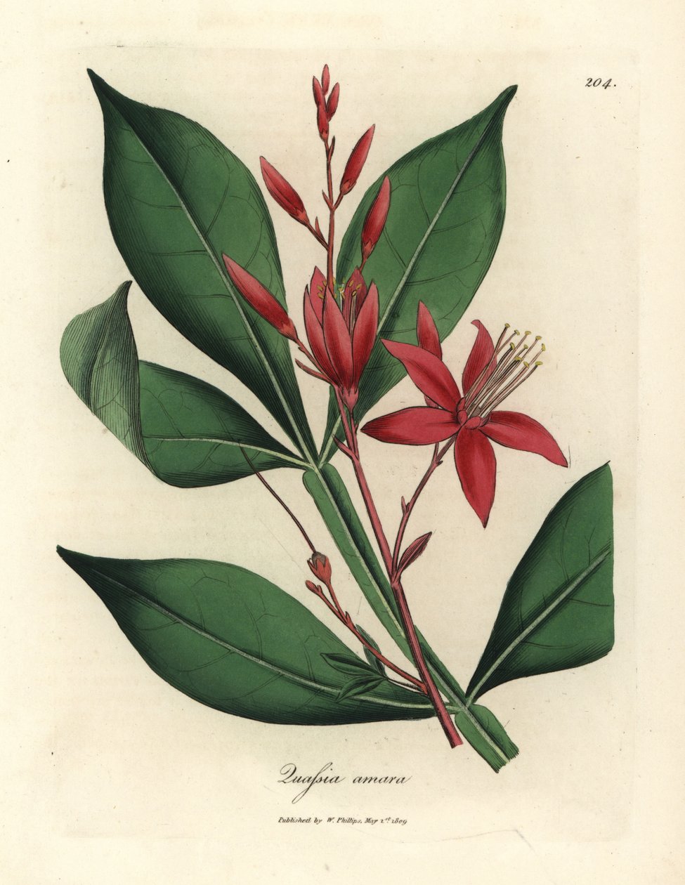 Rødblomstret bitter quassia, Quassia amara av James Sowerby