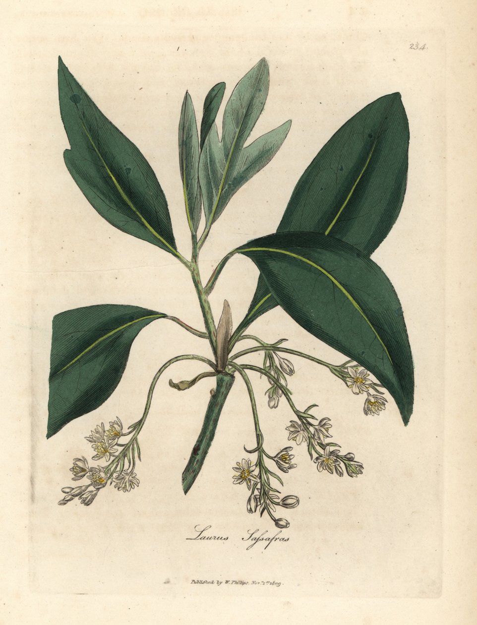 Sassafras tre, Laurus sassafras av James Sowerby
