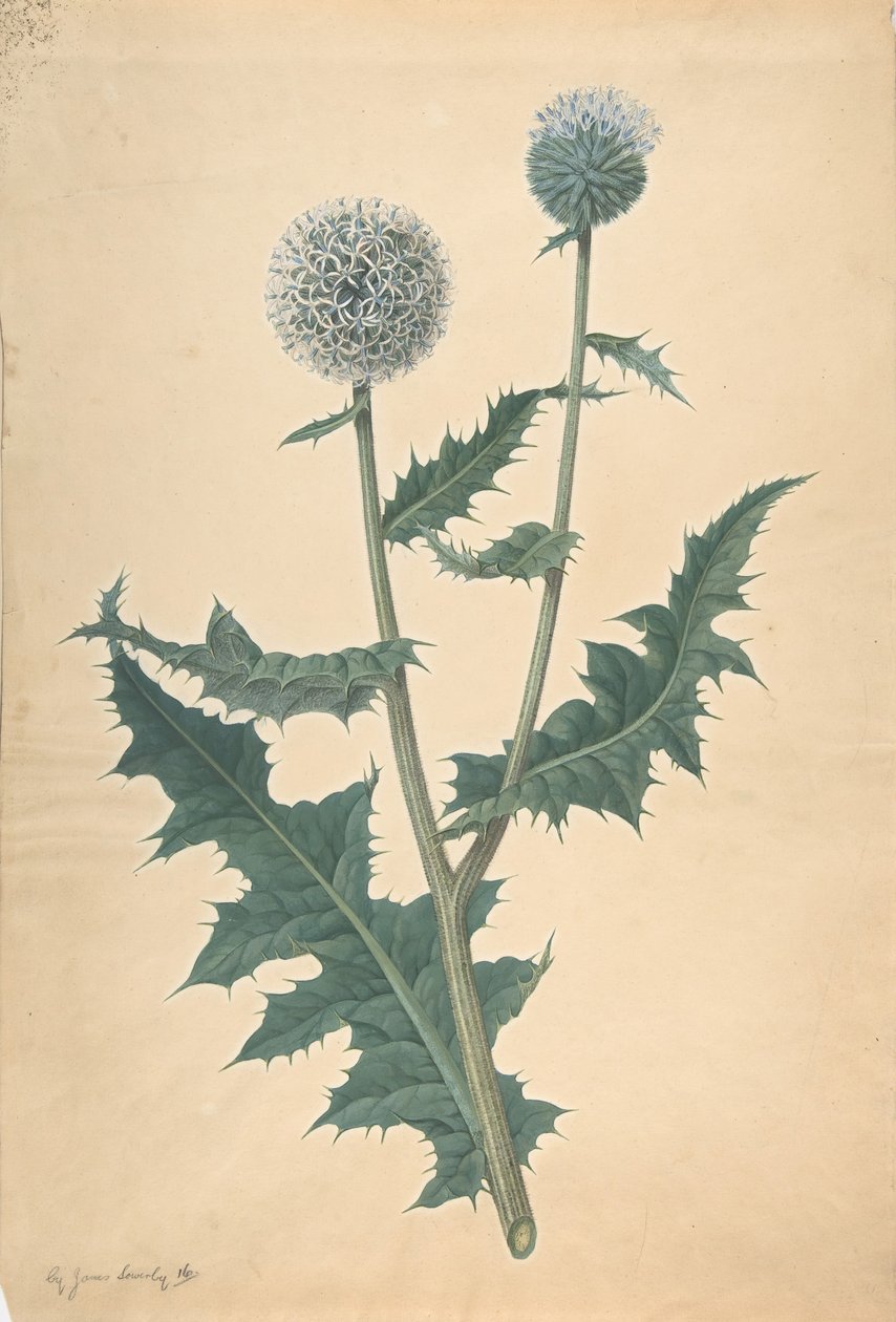 Studie av en tistel, før 1822. av James Sowerby