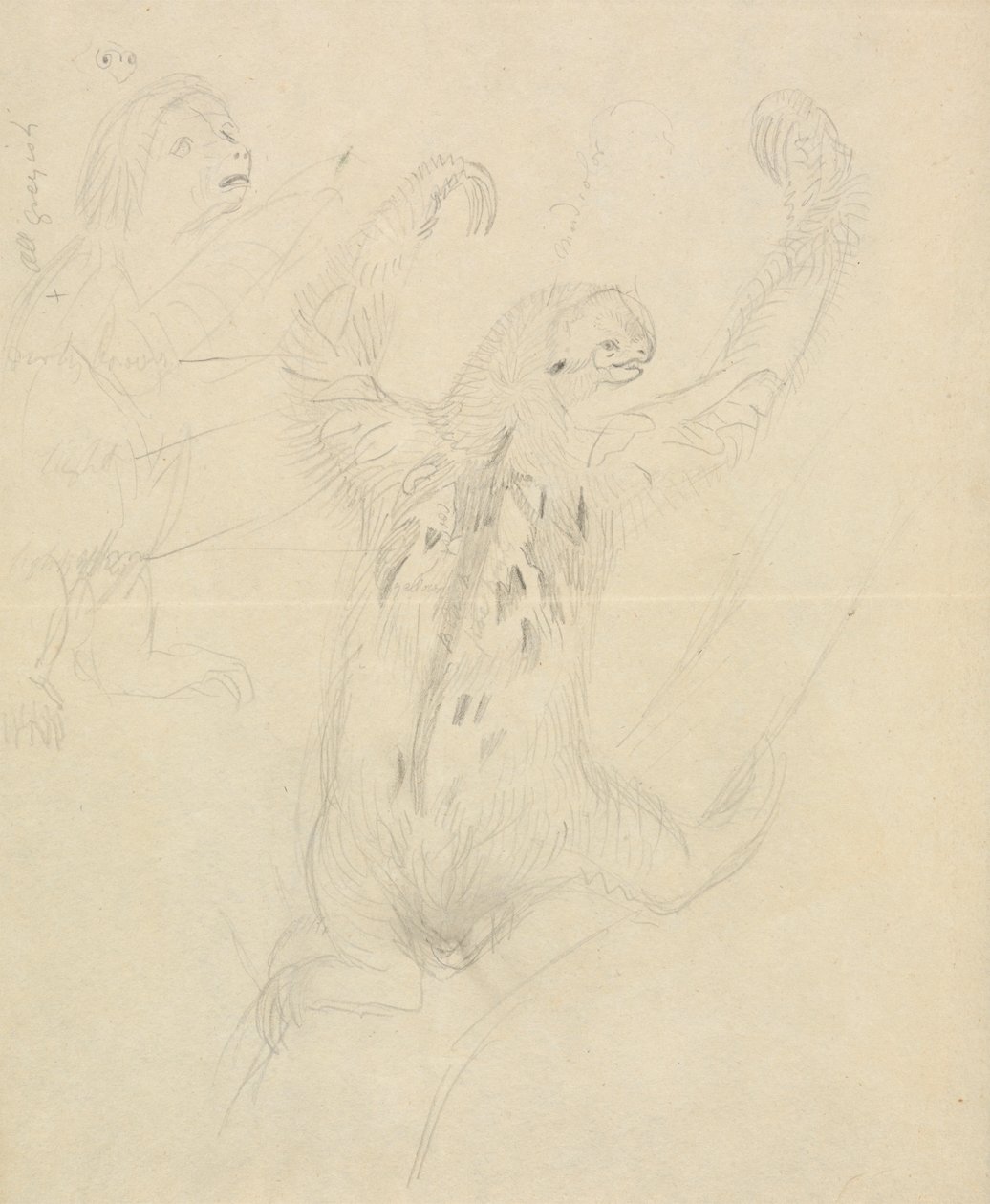 To dovendyr av James Sowerby