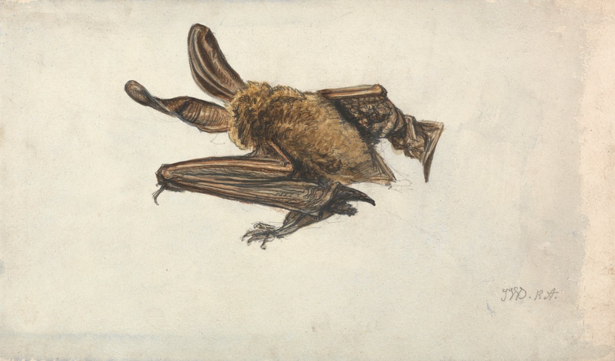 En brun langøret flaggermus (Plecotus auritus) av James Ward