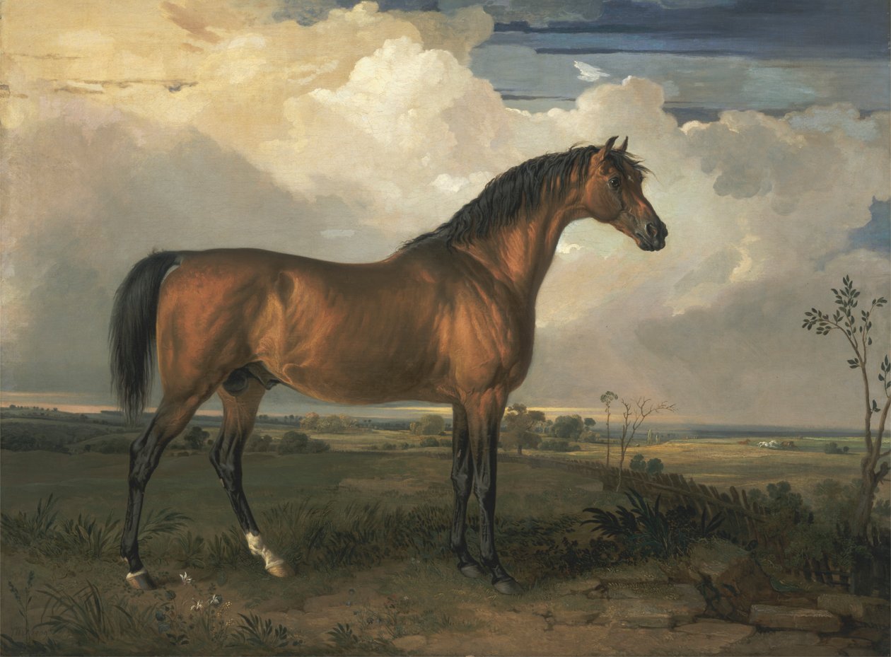 Eagle, en feiret hingst av James Ward