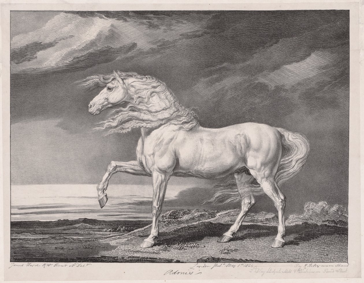 Fjorten feirede hester: Adonis av James Ward