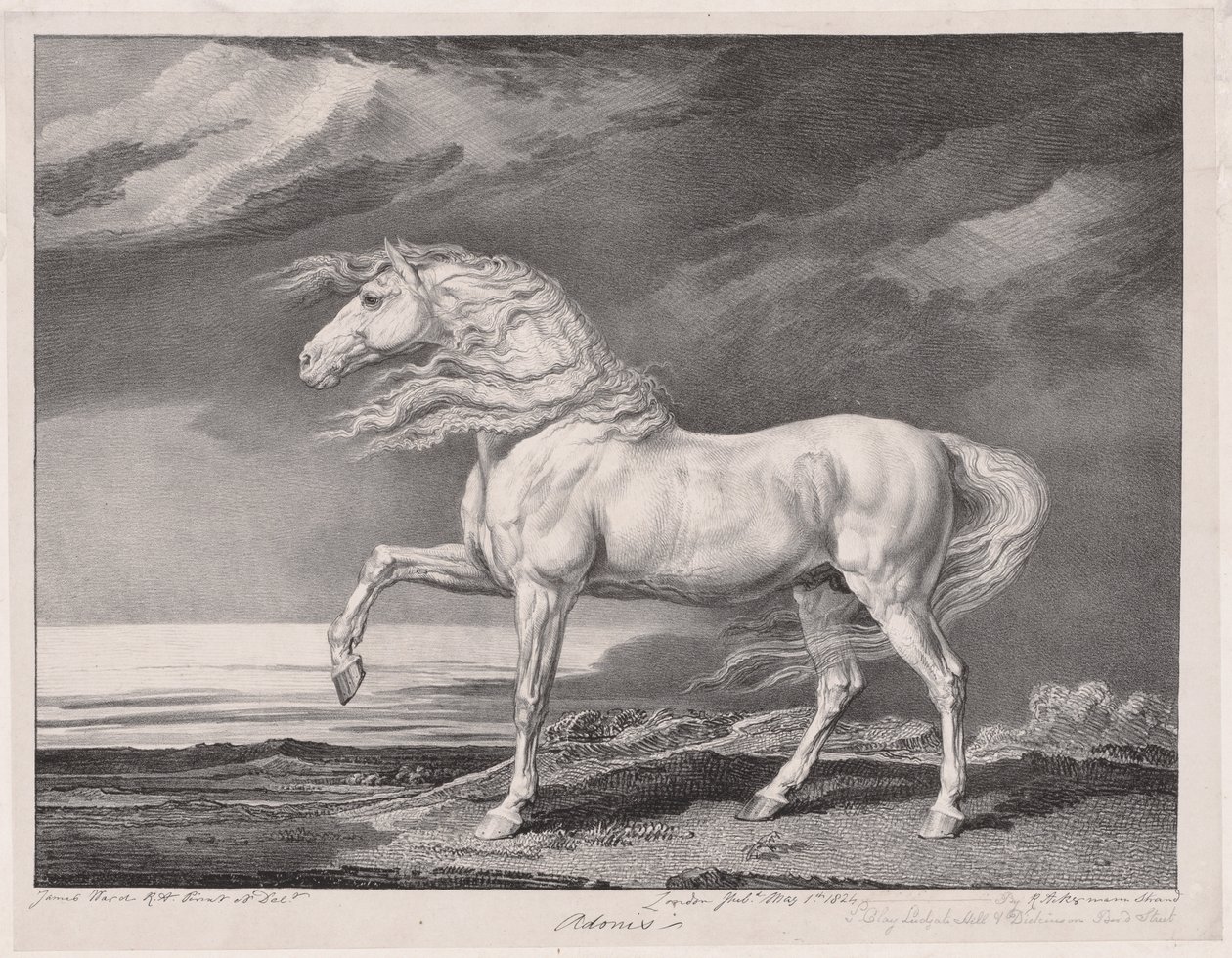 Fjorten feirede hester: Adonis, 1824. av James Ward