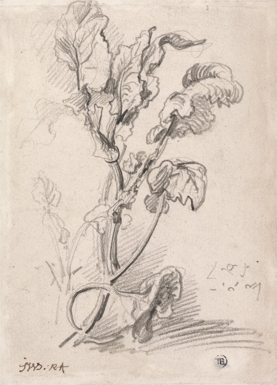 Plantestudie av James Ward