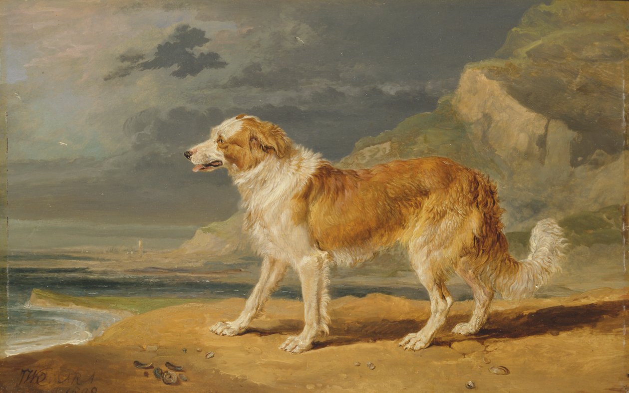 Rubelagt Collie av James Ward