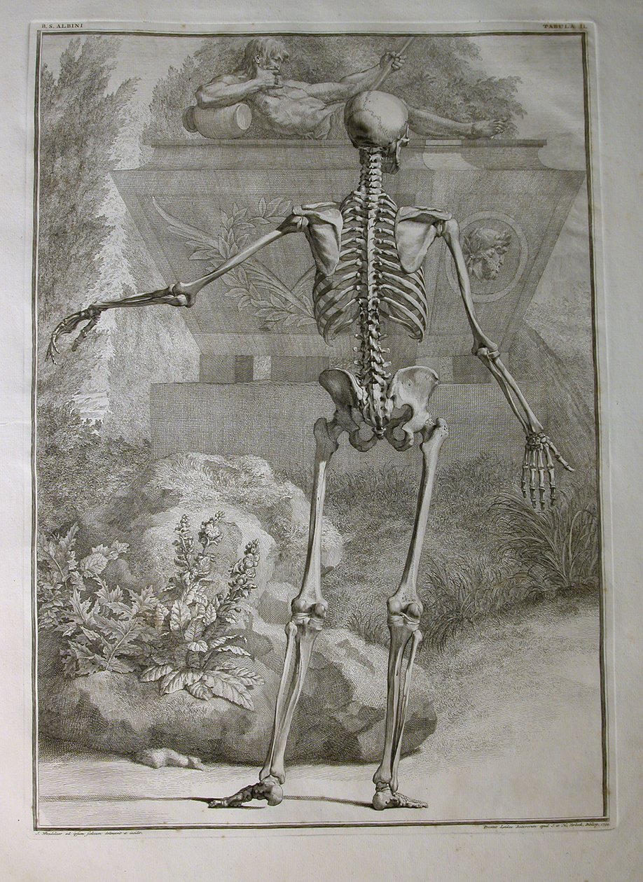 Albinus I, Pl. II: Skjelett, illustrasjon fra 