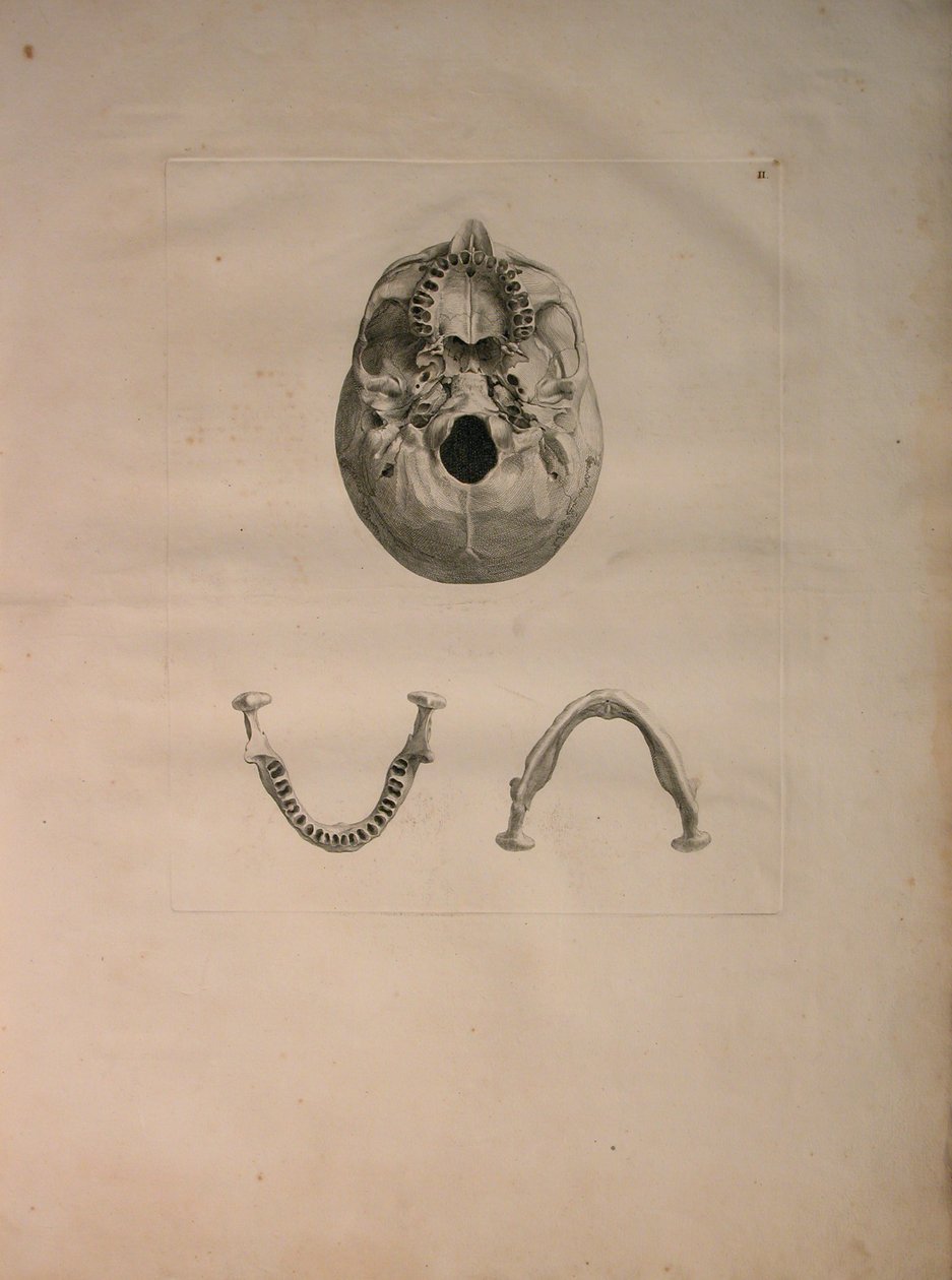 Albinus II, Pl. II, Skull, illustrasjon fra 