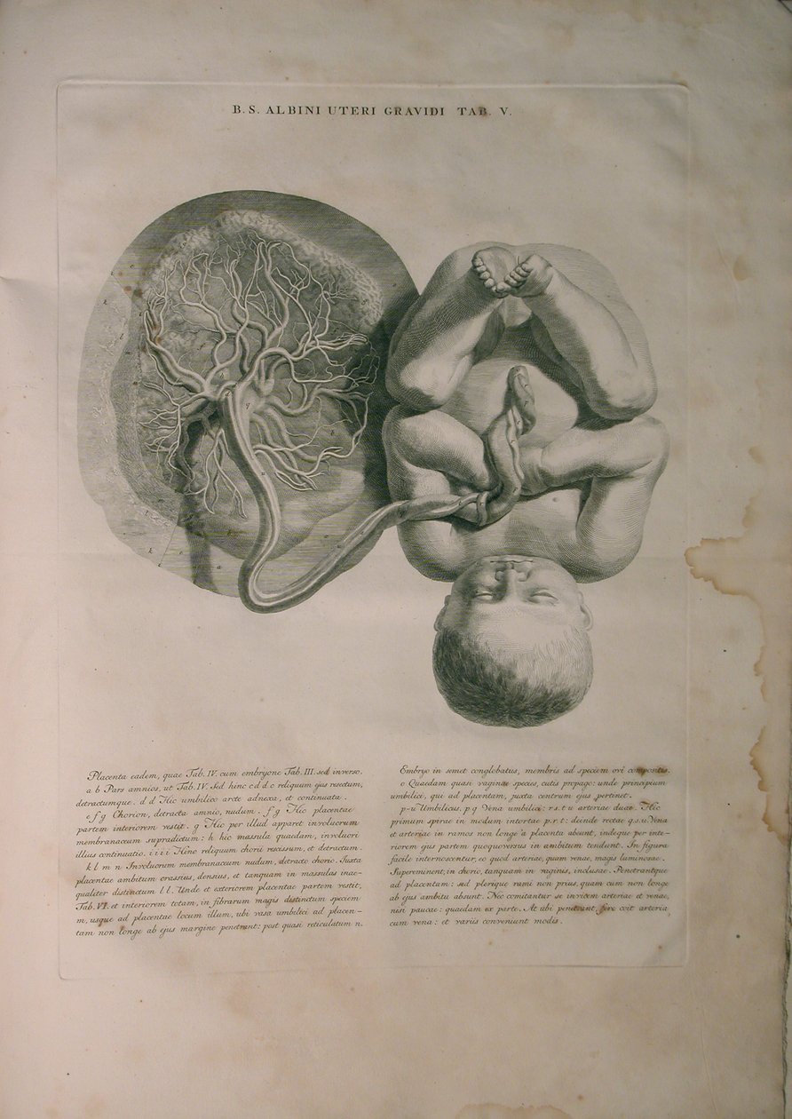 Albinus, Uterus II, Pl. V, illustrasjon fra 