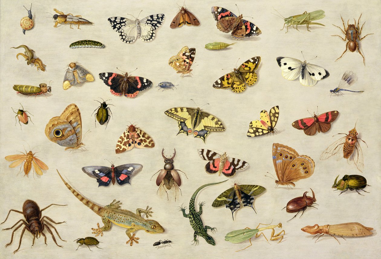 En studie av insekter (olje på kobber) av Jan van Kessel the Elder