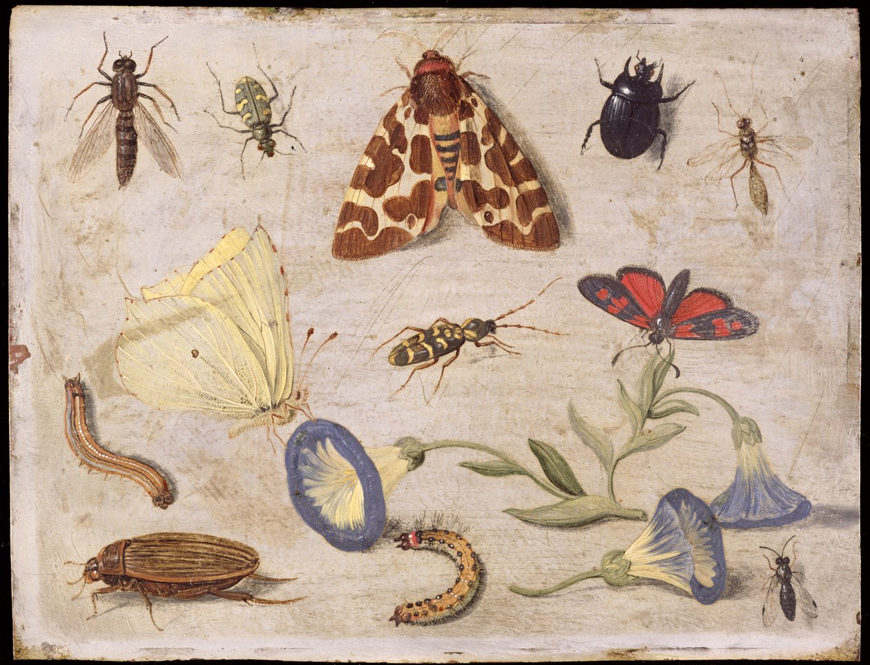Insekter (olje på kobber) av Jan van Kessel the Elder