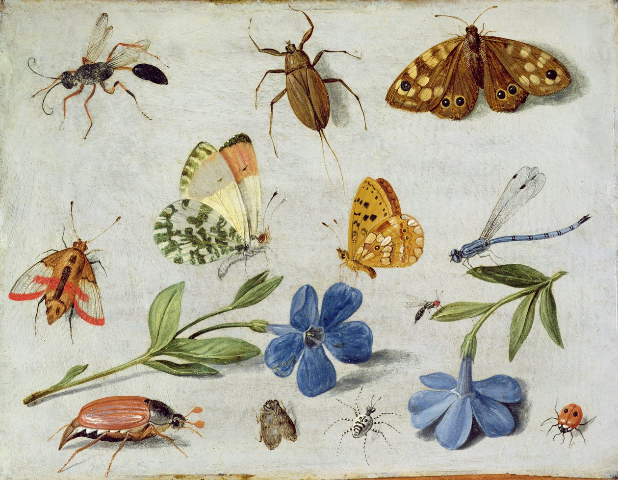 Insekter (olje på kobber) av Jan van Kessel the Elder