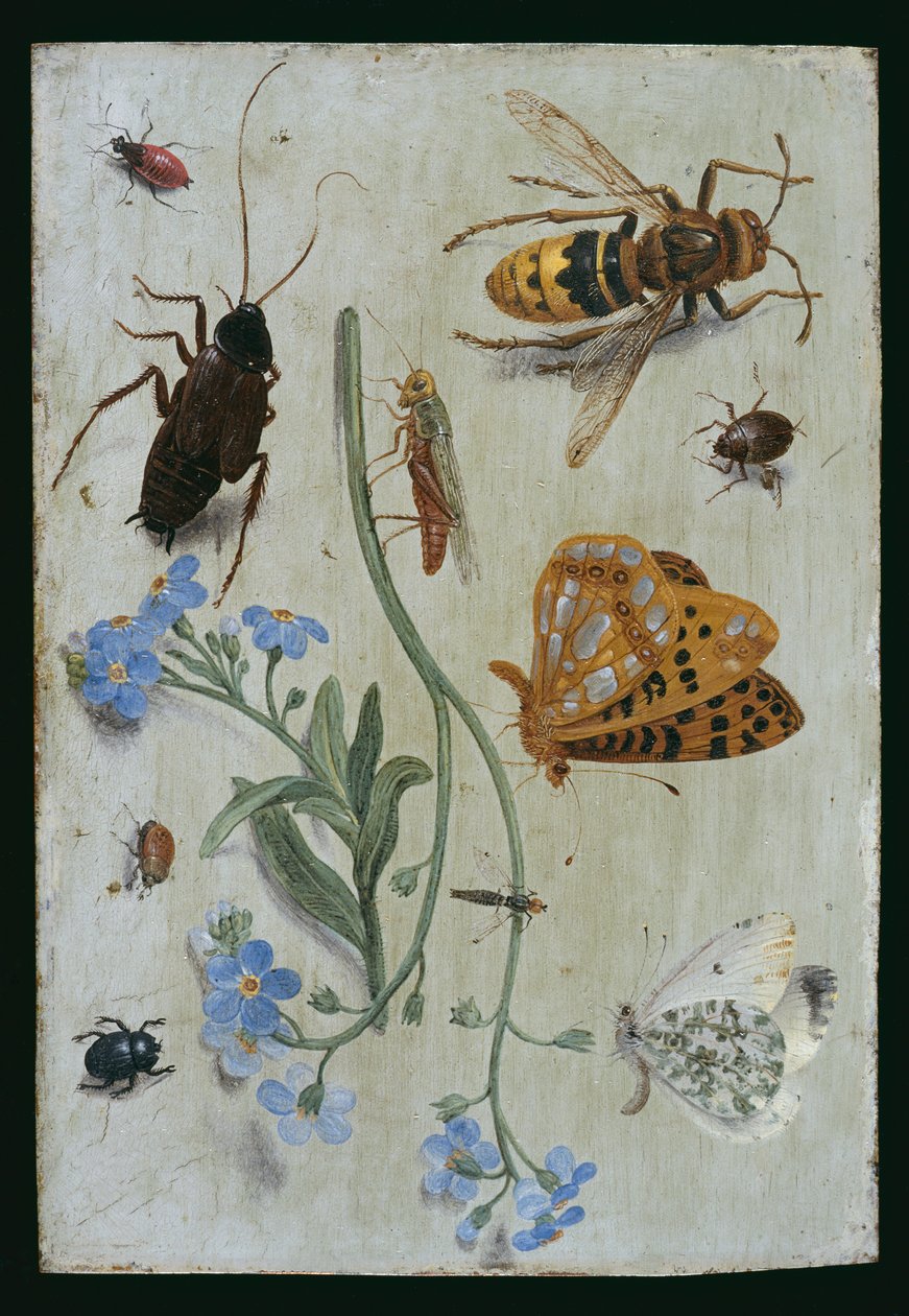 Insekter (olje på kobber) av Jan van Kessel the Elder