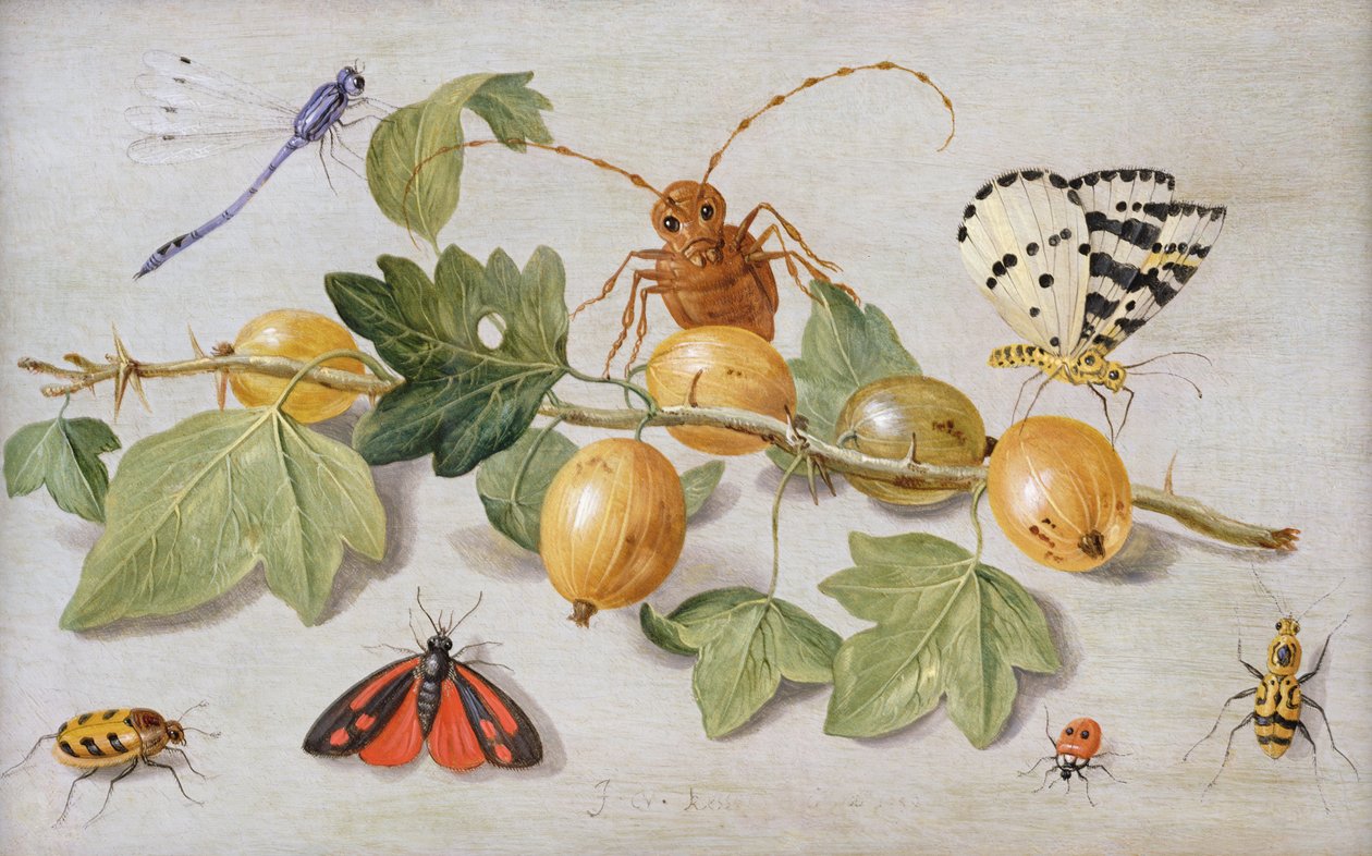 Stilleben av gren av stikkelsbær, med en sommerfugl, møll, jomfruflue og andre insekter (olje på kobber) av Jan van Kessel the Elder