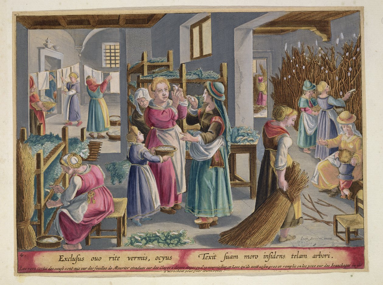 Eggene klekkes til ormer, de er dekket av morbærblader og deretter plasserer kvinnene dem i grener for å veve kokongene sine, plate 4 fra 